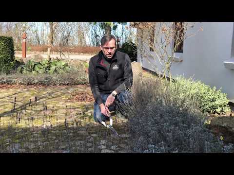 Klipning af Lavendel