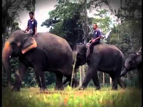 download lagu mp3 mp4 Keep It Wild, download lagu Keep It Wild gratis, unduh video klip Keep It Wild