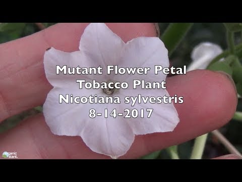 download lagu mp3 mp4 Tobacco Plant Nicotiana Sylvestris, download lagu Tobacco Plant Nicotiana Sylvestris gratis, unduh video klip Tobacco Plant Nicotiana Sylvestris