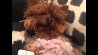 Dogs raping a teddy bear