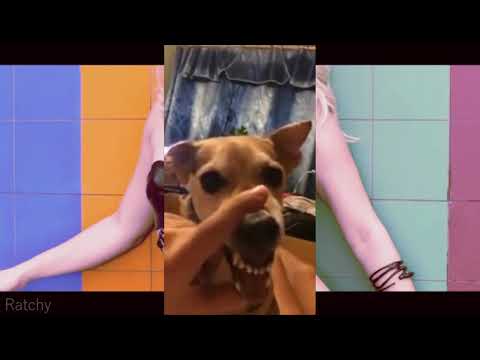 Shakira ft. La La La Dog