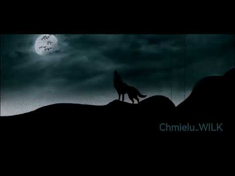 Chmielu WLK - Wilk