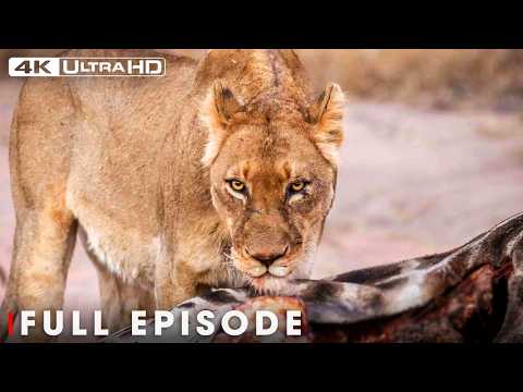 Beauty and Brutality: The Unforgiving Laws of the African Wild