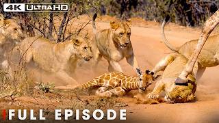 Most Desperate Fight for Survival in Africa | Nature Animal Documentary