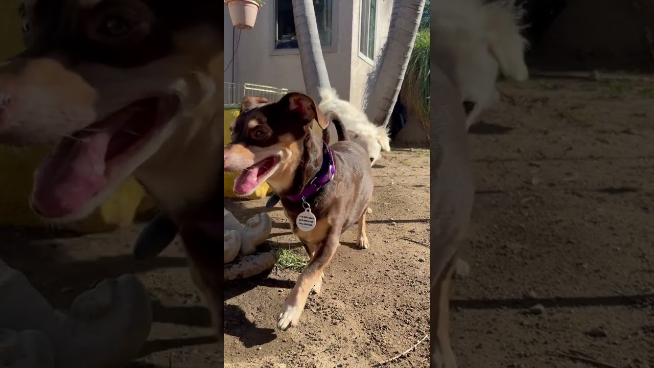 Enlarge Nugget , a ADOPTABLE mixed breed in Santa Monica, CA video 6/6