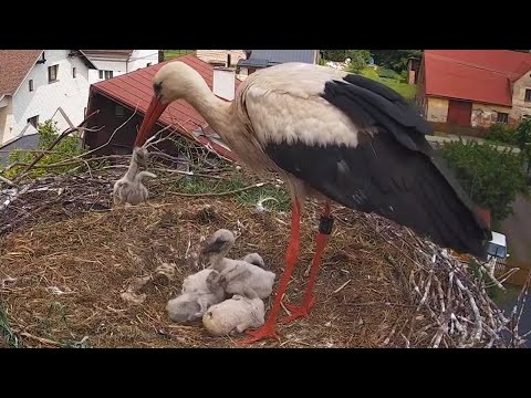 Čápi Mladé Buky | Dny plné nejistoty | Days full of uncertainty