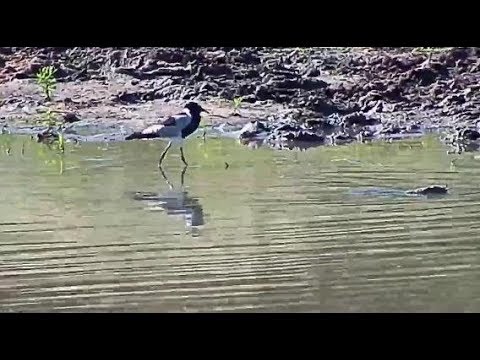Djuma: Water Monitor Lizard escorted by Blacksmith Lapwing - 15:52 - 04/12/20