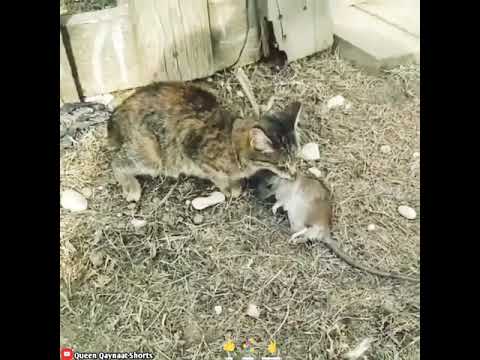 Cat hunting Mouse