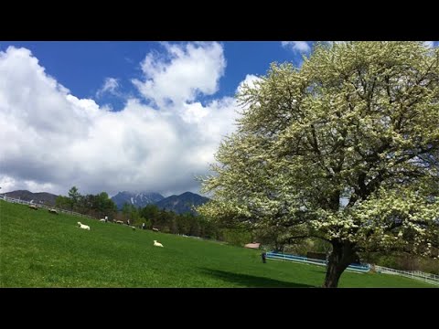 まきば公園　ヤマナシの木