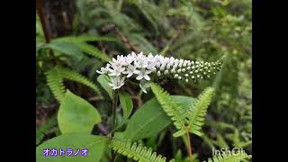 象山〜米田山〜大平山　2026.6.14