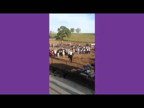 Man riding bull.bull gets tired an lays down to rest