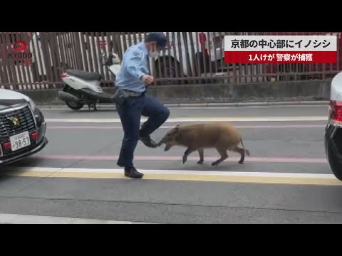 ライオンかイノシシか?研究者は明確な判断を下す