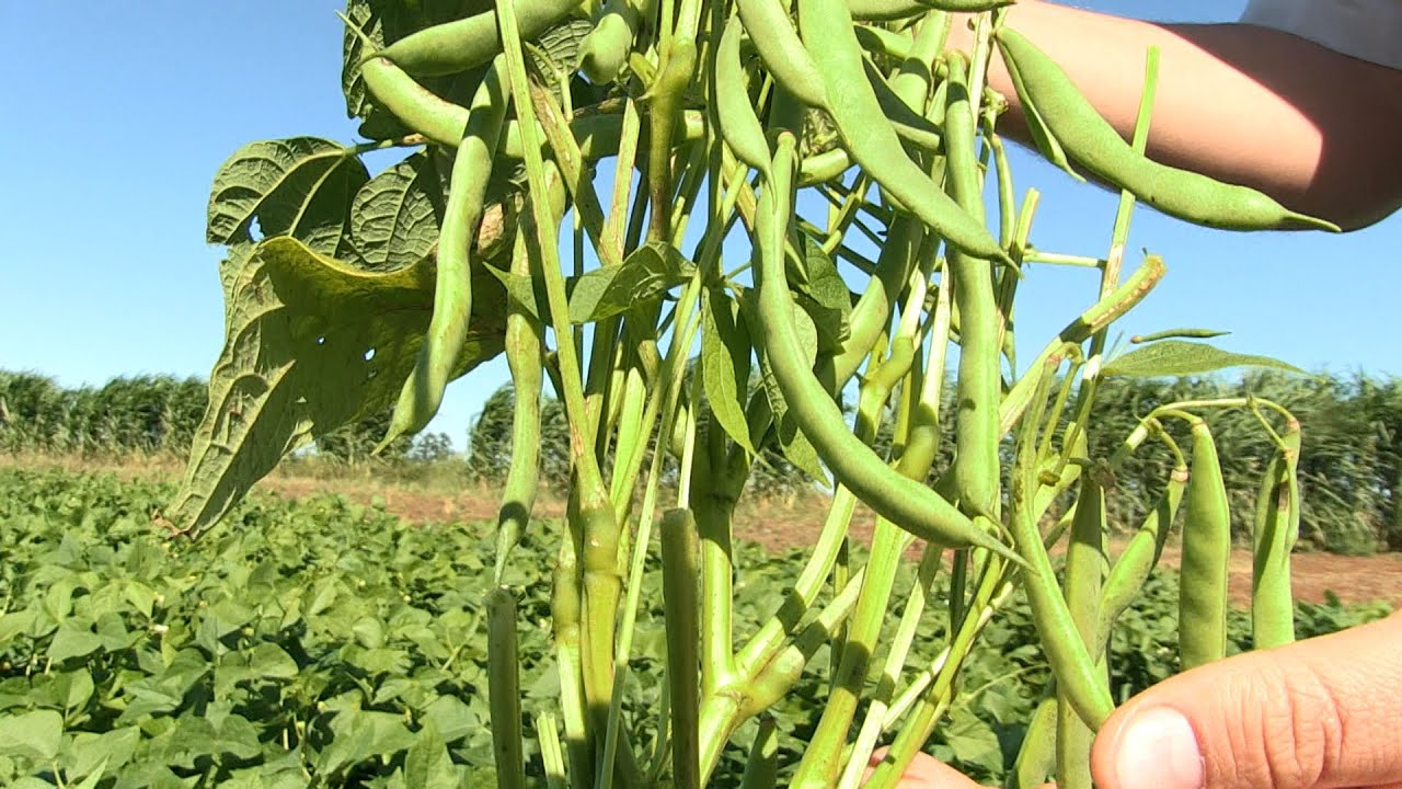 IDR lança variedade de feijão carioca que promete maior tempo de armazenamento