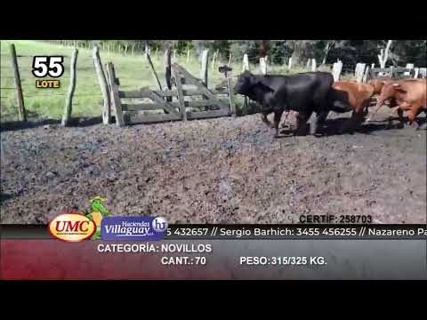 Lote 70 Novillos en Villaguay, Entre Ríos