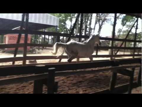 Set me free - Tacinha no Coliseu.