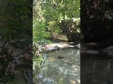 😱 Você sabia que existe um rio naturalmente quente no Brasil?