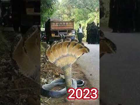 2023 seven head snake and 5000bce shorts ||mythical biology|| #shortvideo