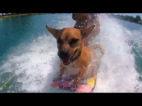 Remzcore - Never Give Up 🏄