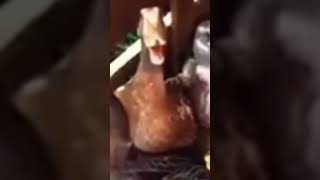 Download lagu suara bebek ketawa#kemalalfarizi mp3