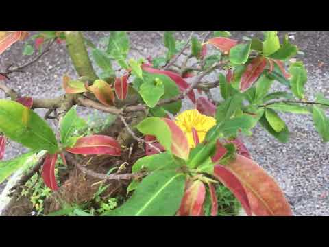 Đã bán) Gl cho cả nhà cây mai cam rin 5 cánh hoa thơm giá 1tr700 k liên hệ Trí (0934994477)