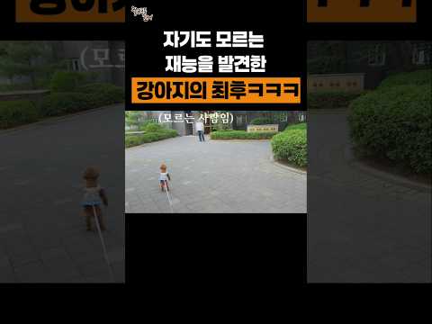 자기도 모르는 재능을 발견한 강아지의 최후 ㅋㅋㅋㅋ