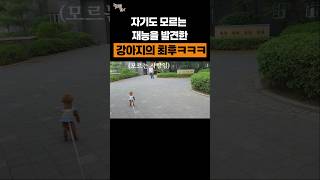 자기도 모르는 재능을 발견한 강아지의 최후 ㅋㅋㅋㅋ