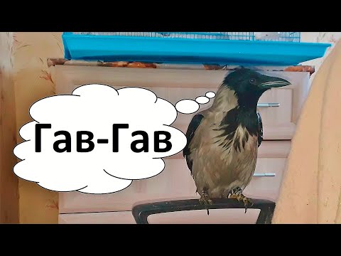 Ворона лает как собака. Our crow can bark