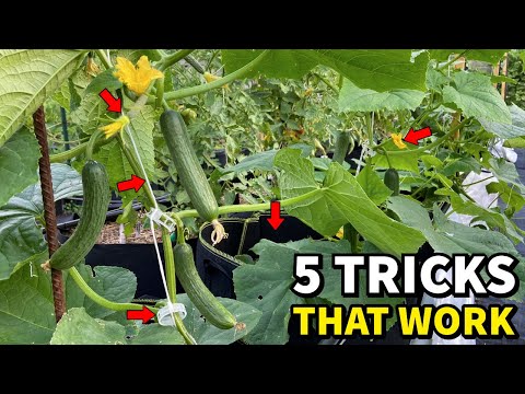 Do This NOW And Your Cucumbers Will NEVER STOP Producing!