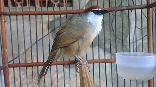 Download lagu kaso kaso termahal ditawar 100jt g'dilepas seperti ini gacornya mp3 Download lagu kaso kaso termahal ditawar 100jt g'dilepas seperti ini gacornya mp3