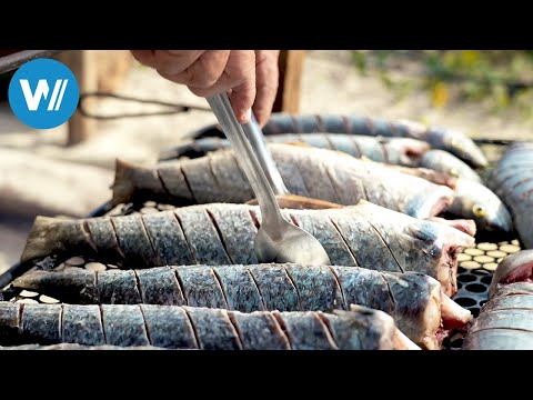 Brasilien – Ein Fisch namens Tainha (ARTE 360° Reportage)