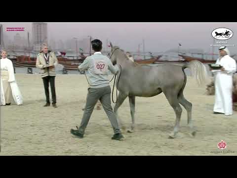 N 27 D MASHEE'AH   Katara Int  Arabian Peninsula Horse Show 2022   Yearling Fillies Class 1B