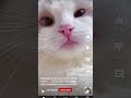 Mano Billi Trendingshorts Youtubeshorts Cute Vairal