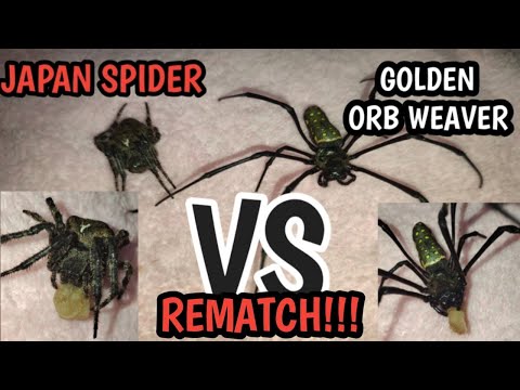 JAPAN SPIDER VS GOLDEN ORB WEAVER. REMATCH!!!🕷️🕷️🕷️