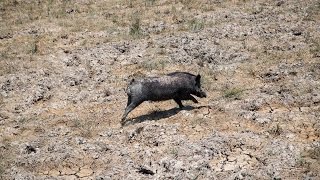 preview picture of video 'Feral pigs and Kalan wetlands'