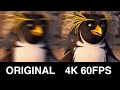 I Upscaled Surf S Up 2007 To 4K 60FPS Using Artificial Intelligence The Results Are Radical