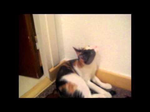 Gatita llamando pajaritos de luz (Cat calling light-birds)