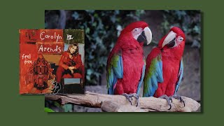 Carolyn Arends - Feel Free [Official Lyric Video] - All the Birds Edition!