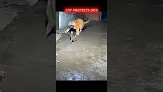 Unbelievable! The Cat That Scared a Tiger to Save a Dog 🐱💪🐯 #trending #animals #wildlife #shorts