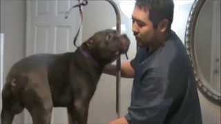 How to Groom a Hyper, Uncooperative Pitbull