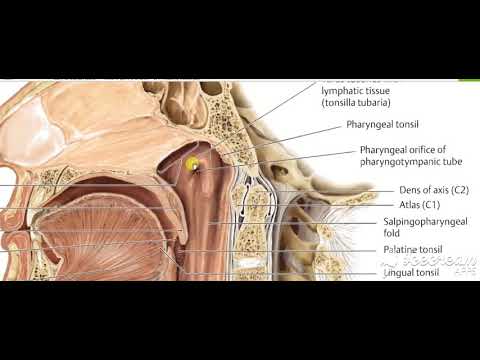 Nasopharynx Interior 3