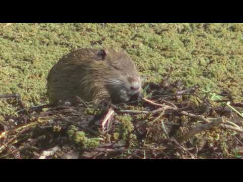 El encanto de las islas Cayastá Santa Fe Argentina 2026