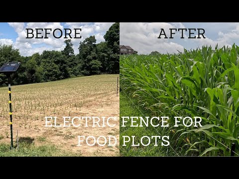 Best Electric Fence To Protect Food Plots From Deer | How to Install & 2 Month Update