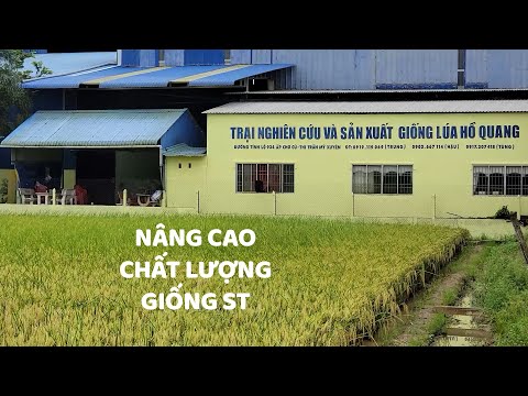 Nâng cao chất lượng giống lúa ST (Tác giả: Võ Đắc Danh)