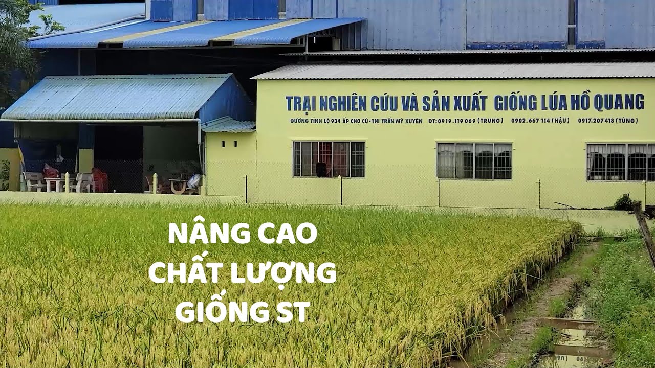 NÂNG CAO CHẤT LƯỢNG GIỐNG ST