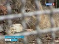 Пара степных котов в Московском зоопарке 