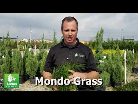 Mondo Grass - Archer Services