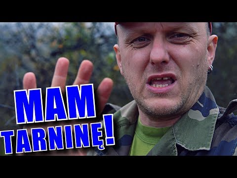 Tarnina. Wino czy Fermentowany napój z leśnych niebieskich owoców? ¦ Dom Pachnący Żywicą