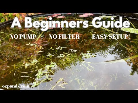 A beginners guide to building a small fish pond with no pump or filter