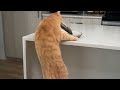Hungry Orange Cat Steals A Fish Funny Cute Animated Cat Story
