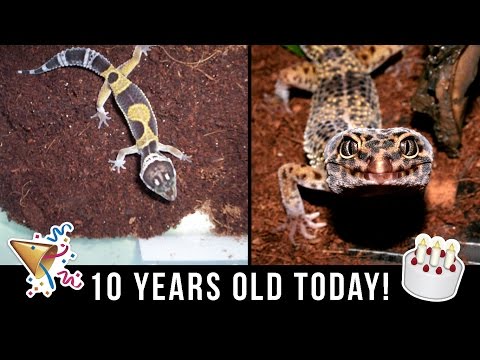 download lagu mp3 mp4 Gizmo Gecko, download lagu Gizmo Gecko gratis, unduh video klip Gizmo Gecko